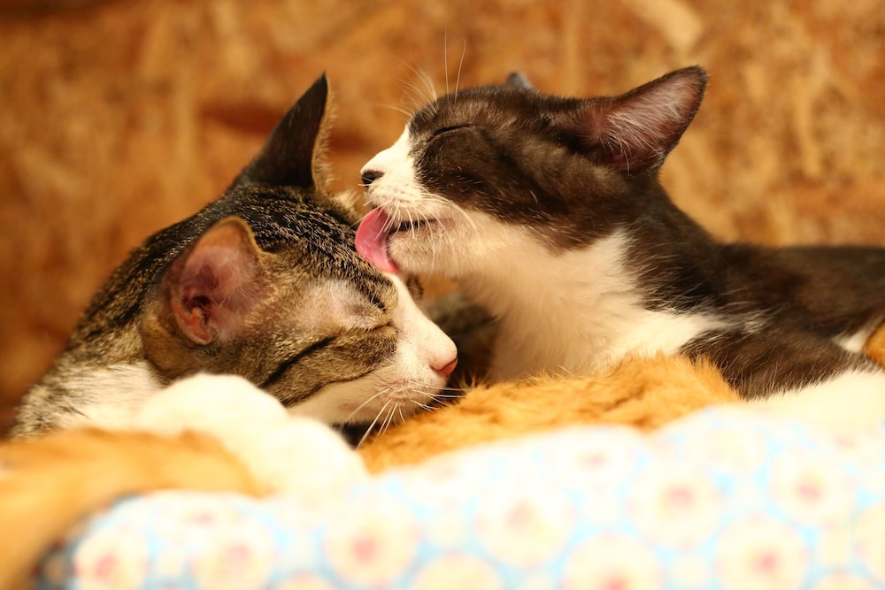 ねこ蔵ホステル 福岡