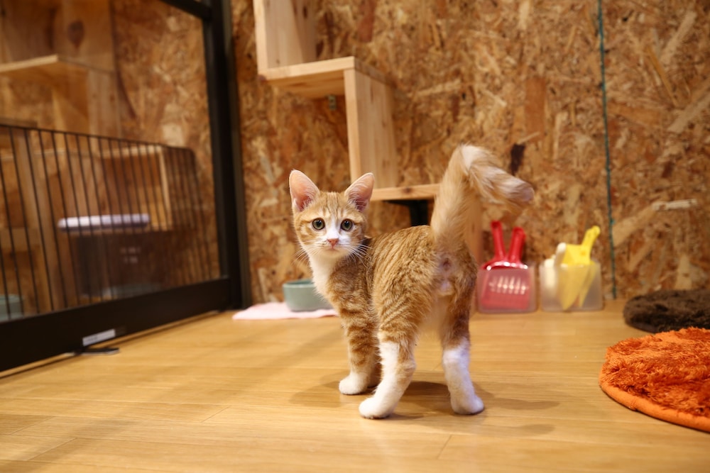 ねこ蔵ホステル 福岡