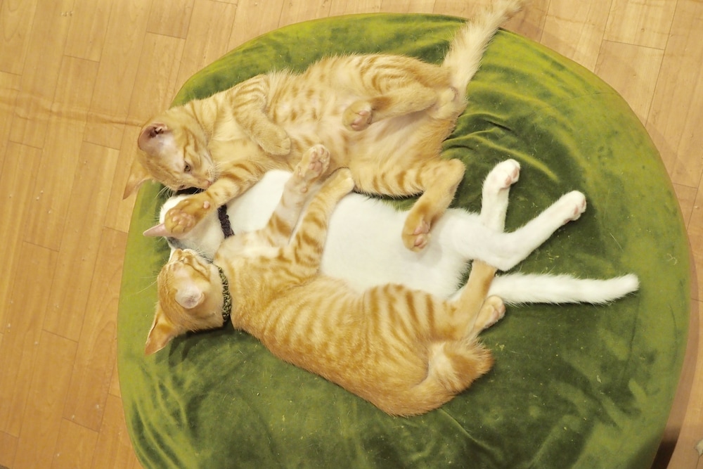 ねこ蔵ホステル 福岡