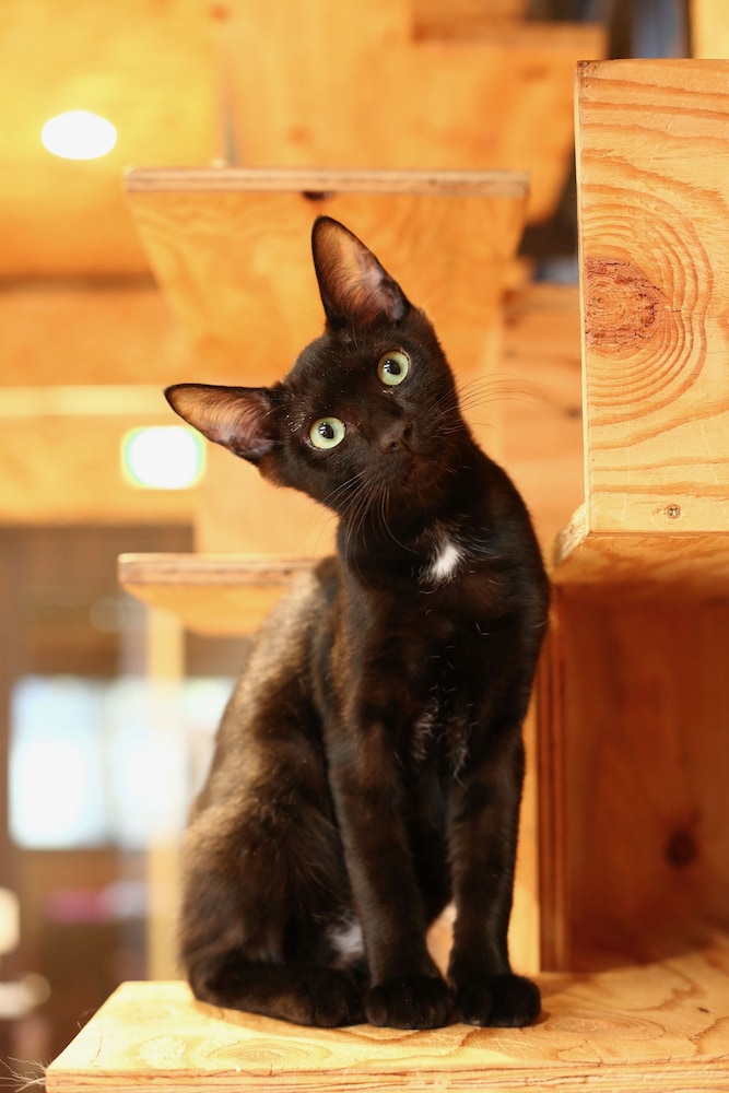 ねこ蔵ホステル 福岡