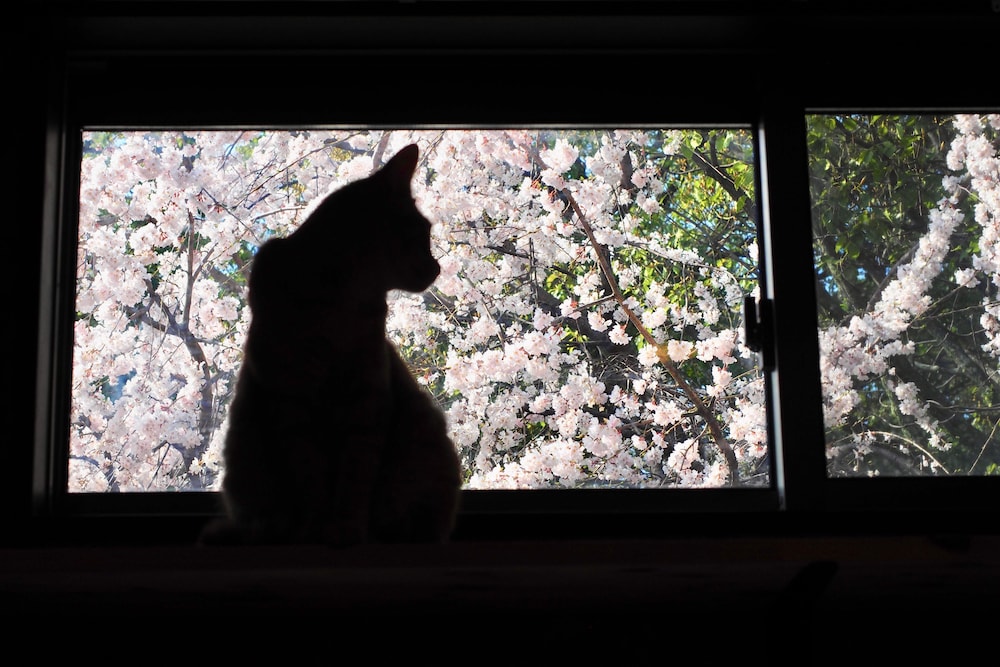 ねこ蔵ホステル 福岡