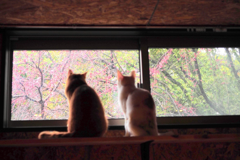 ねこ蔵ホステル 福岡