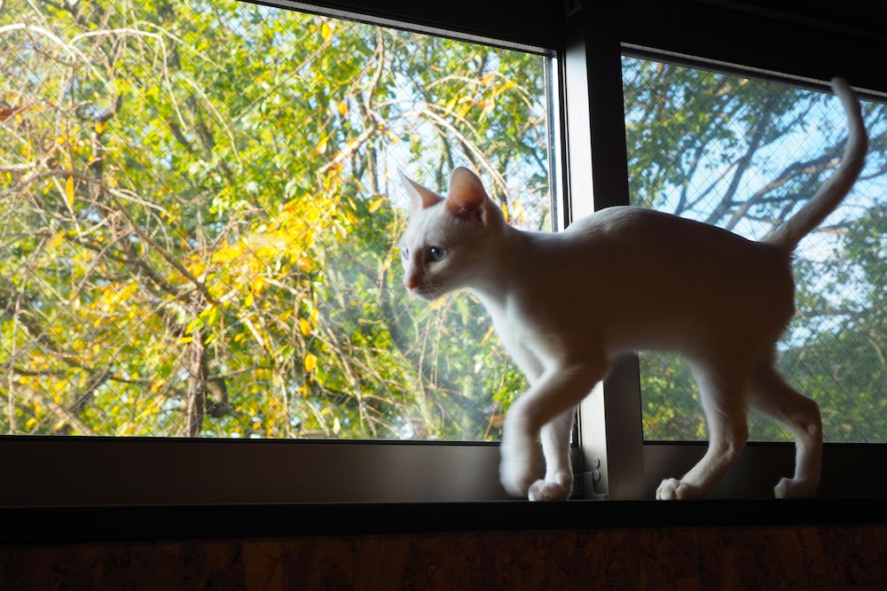 ねこ蔵ホステル 福岡