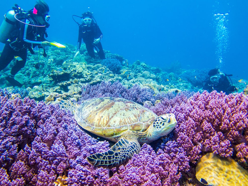 カメカメハウス 那覇
