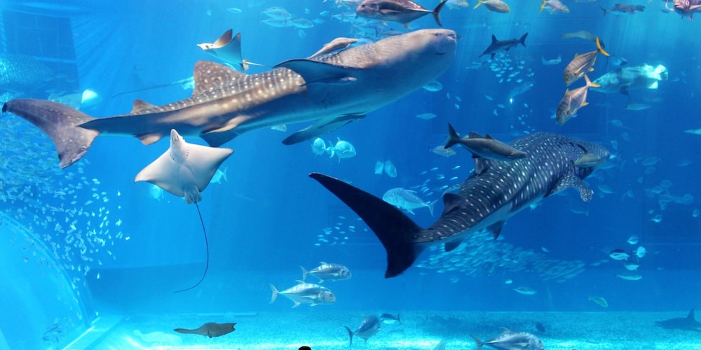 CHATAN SEASIDE RESORT AO 那覇