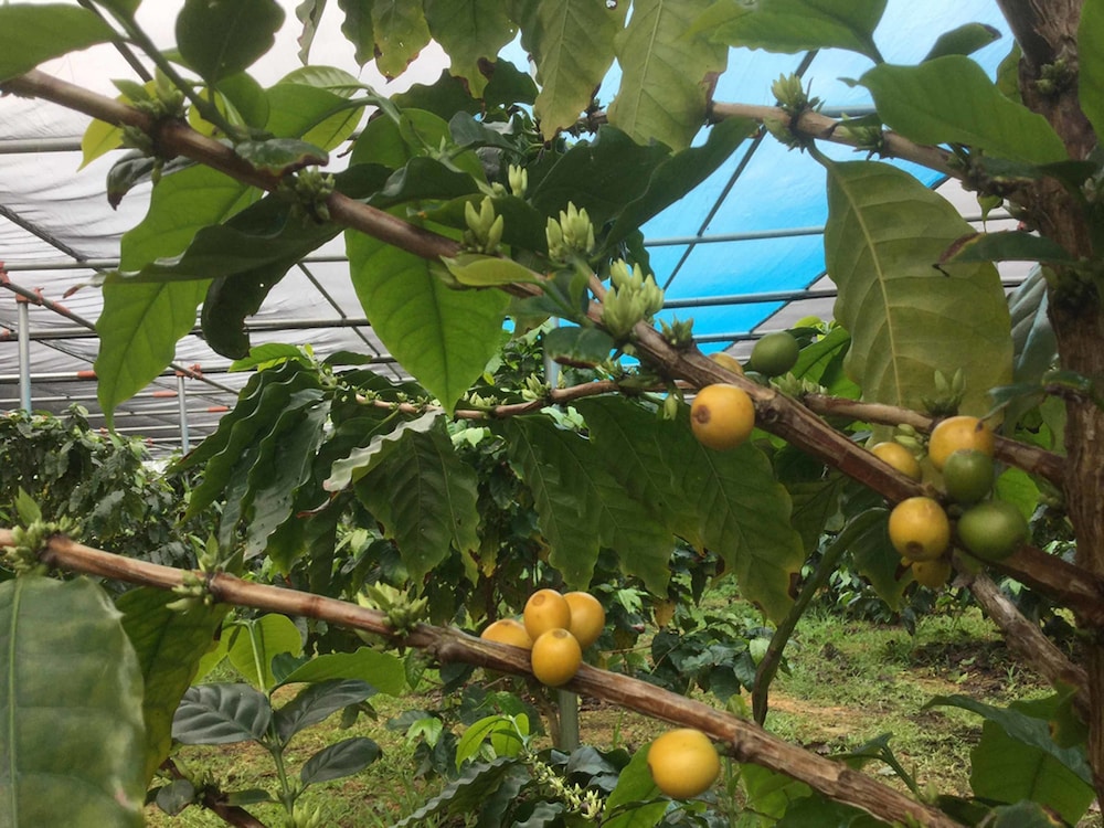 又吉コーヒー園 那覇