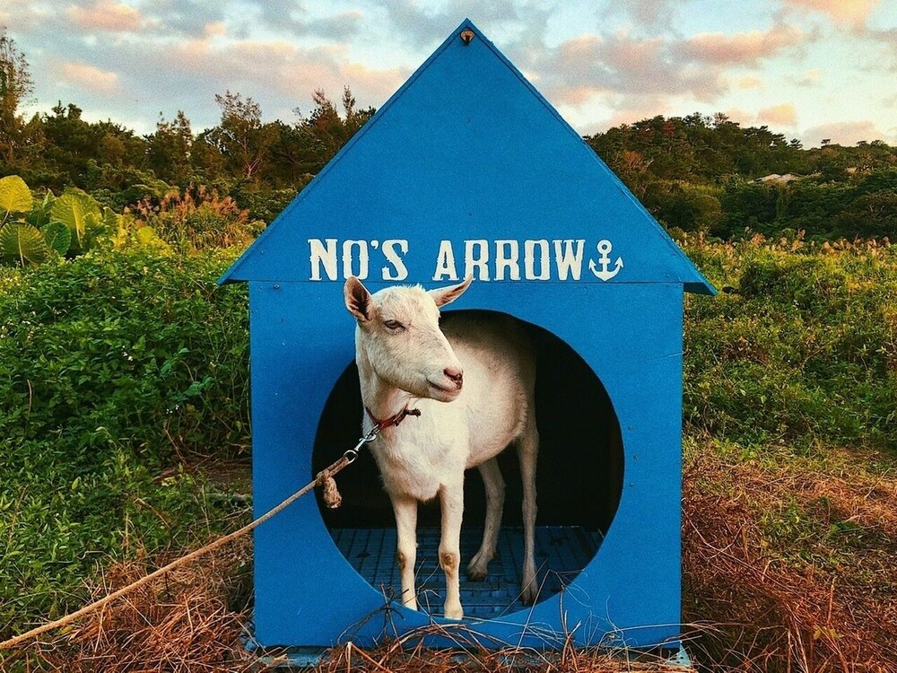 NO'S ARROW 那覇