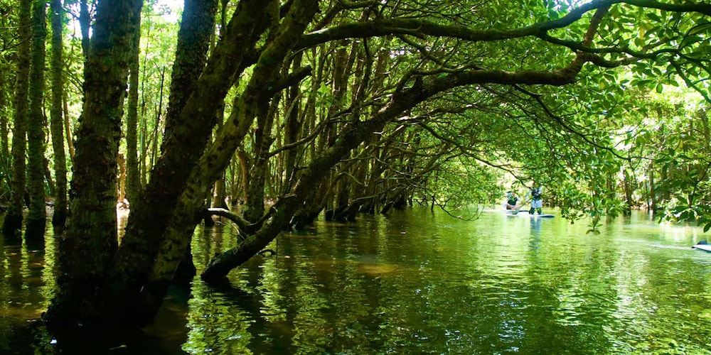 杜屋西表島ホテル 那覇