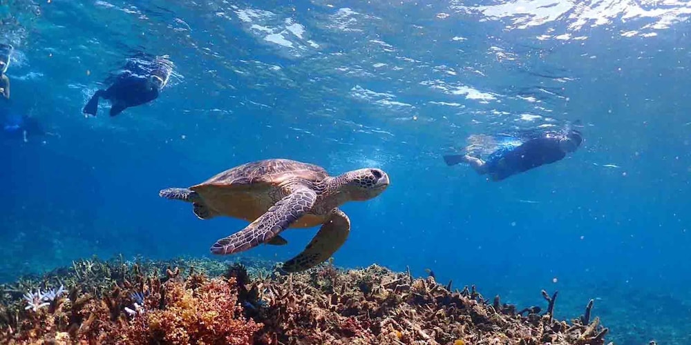 杜屋西表島ホテル 那覇