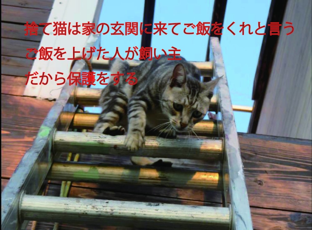 沖縄フリーダム 那覇