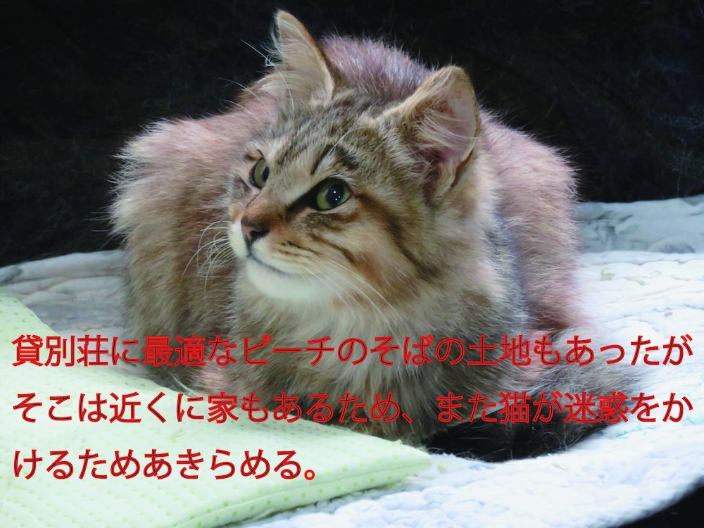 沖縄フリーダム 那覇