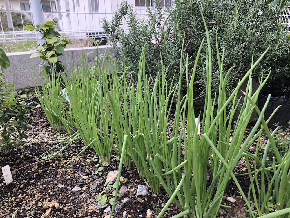 ぬちぐすいハウス 那覇