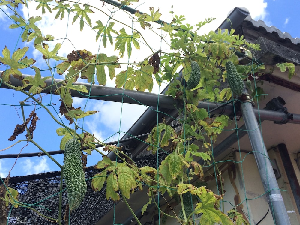 ごーやー荘 那覇