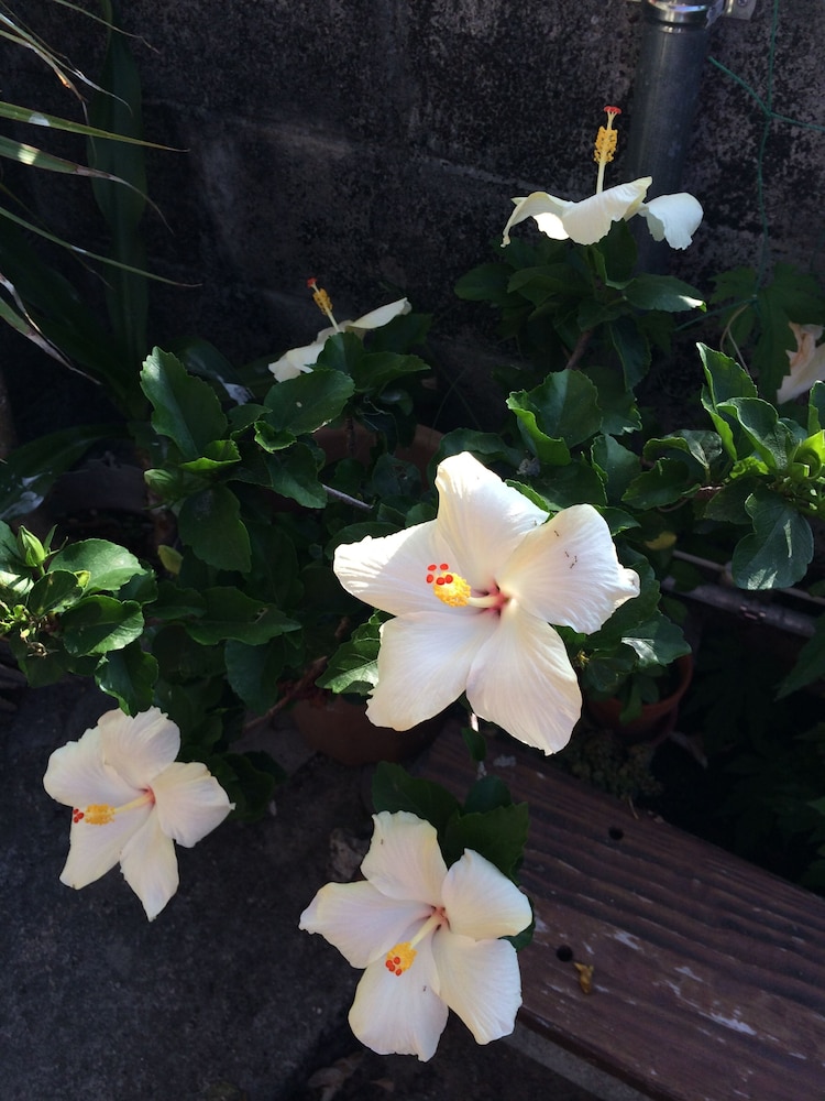 ごーやー荘 那覇