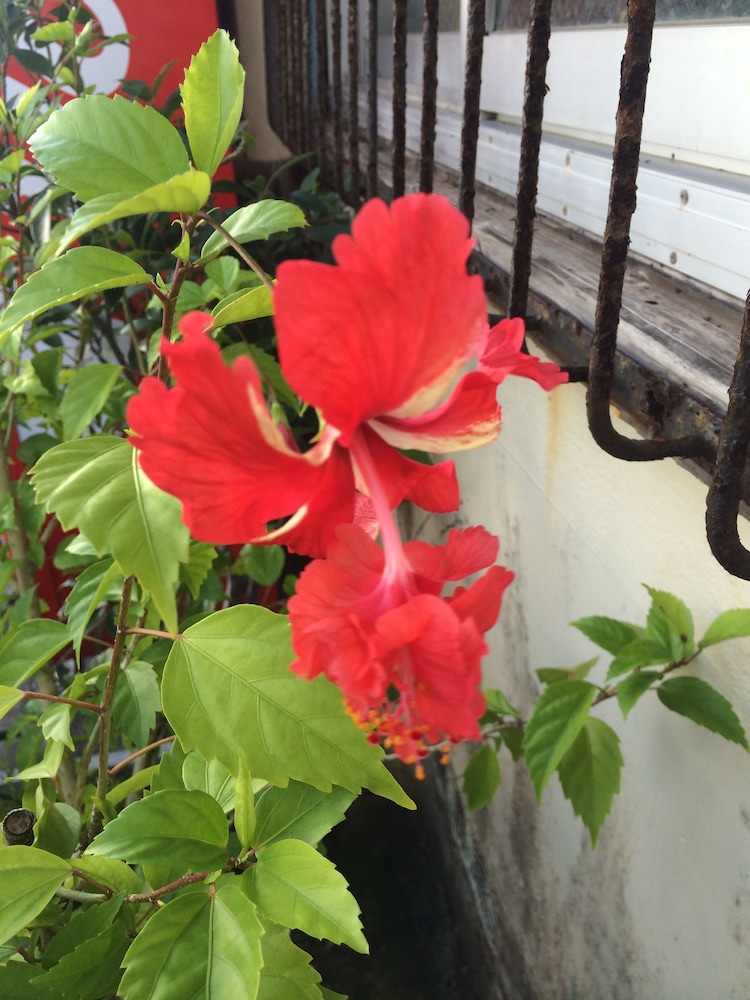 ごーやー荘 那覇