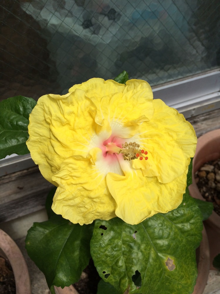 ごーやー荘 那覇