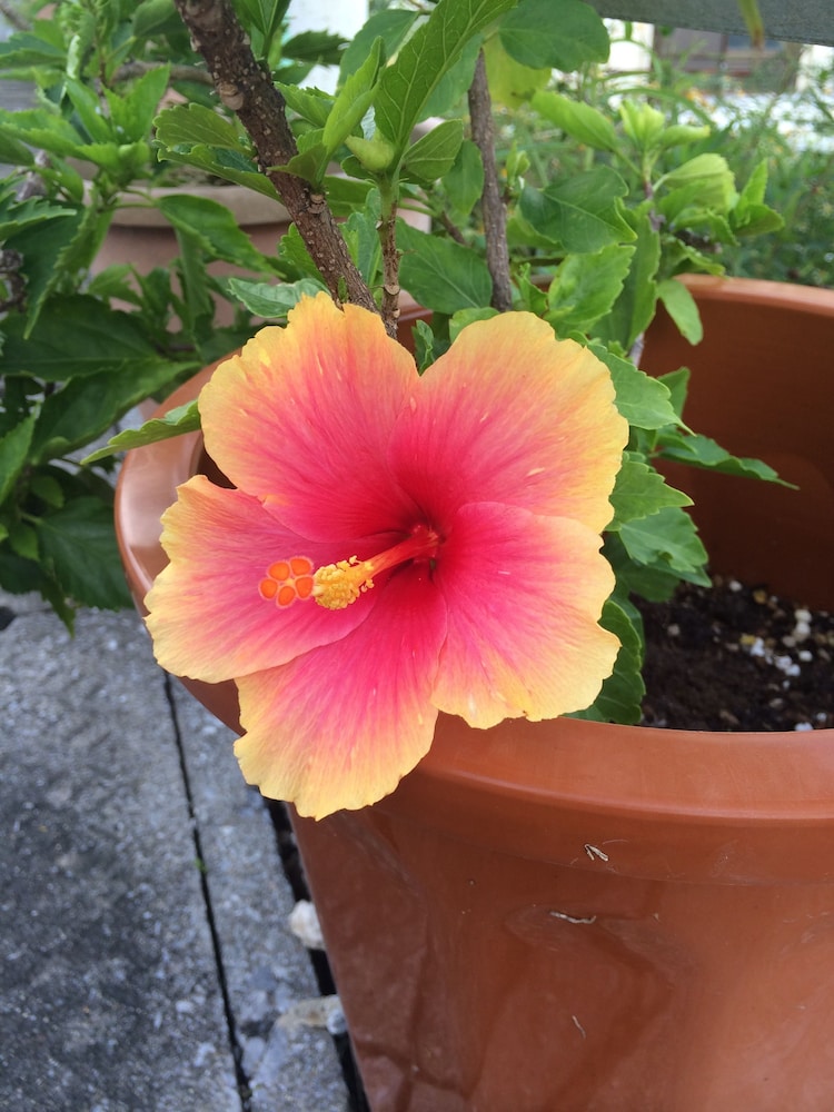 ごーやー荘 那覇