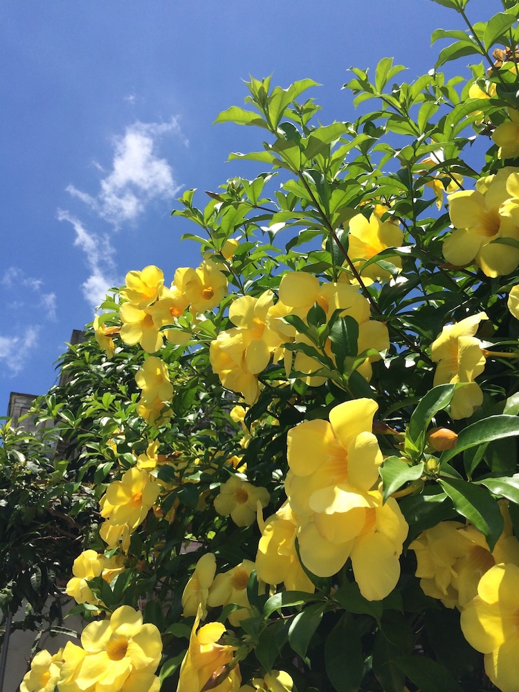 ごーやー荘 那覇