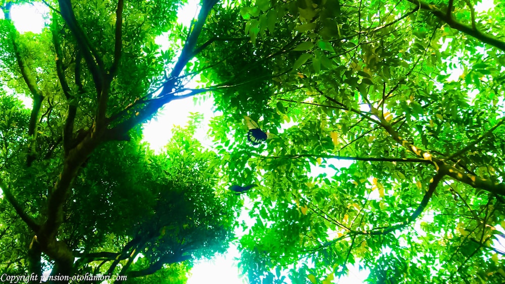 FOREST WEST 西 那覇