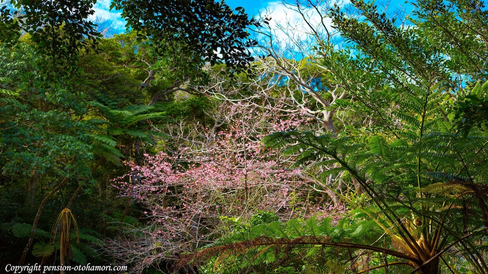 FOREST WEST 西 那覇