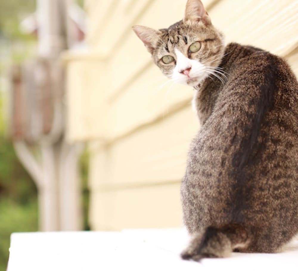 南国ロッジ BOOYA 那覇