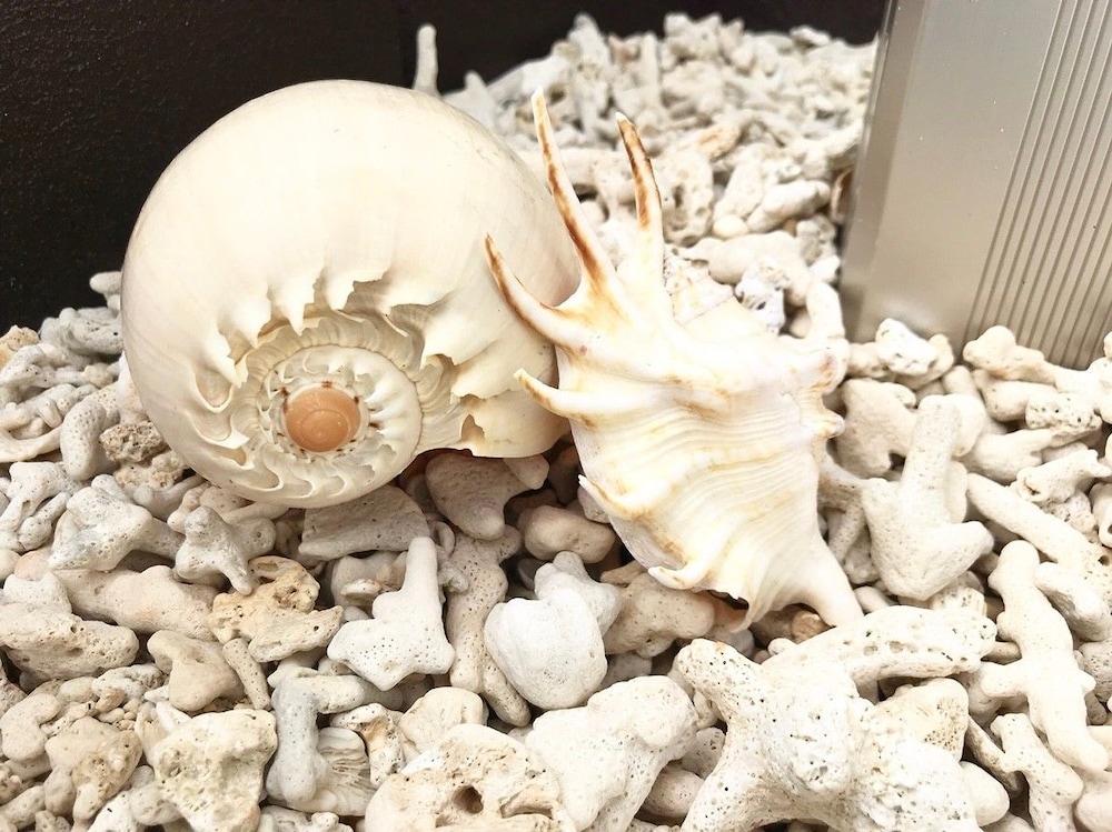 シャルモント金武 那覇