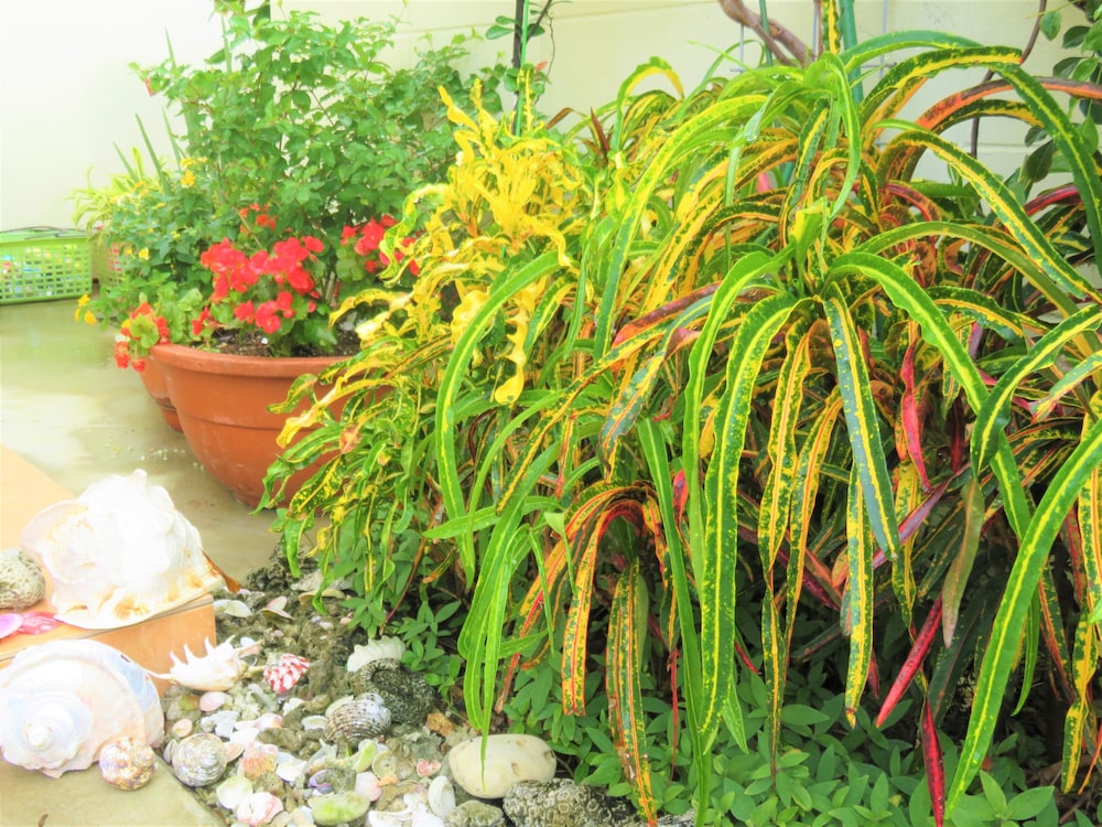 OKINAWA GUEST HOUSE URIZUN 那覇