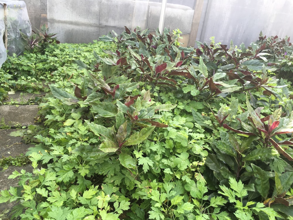 沖縄の宿 ゆんたく家 那覇