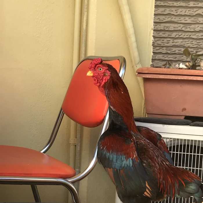 座間味インターナショナルゲストハウス 那覇