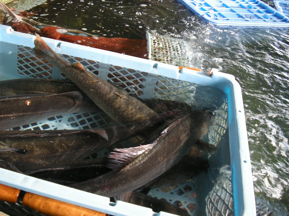 ホテル魚半日吉苑 名古屋