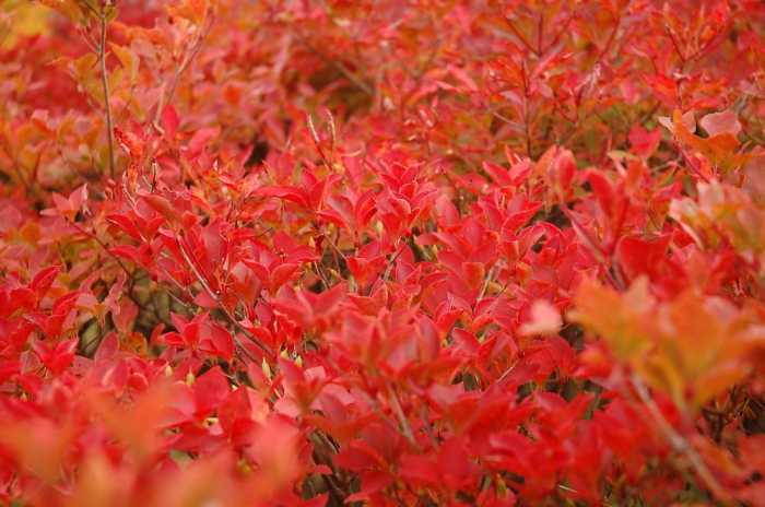 休暇村茶臼山高原 名古屋