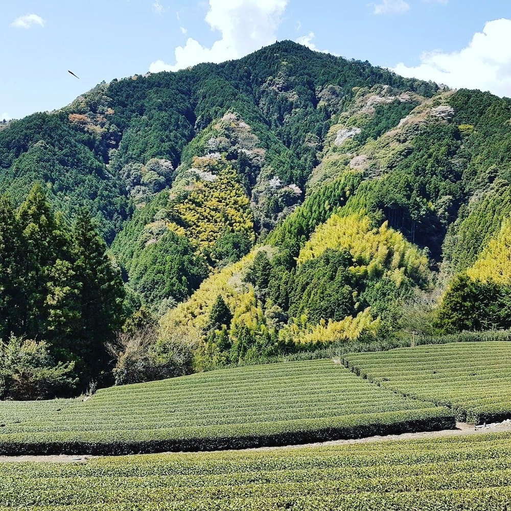 YUI VALLEY 静岡