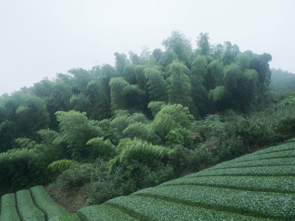 YUI VALLEY 静岡