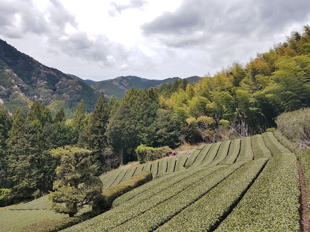YUI VALLEY 静岡