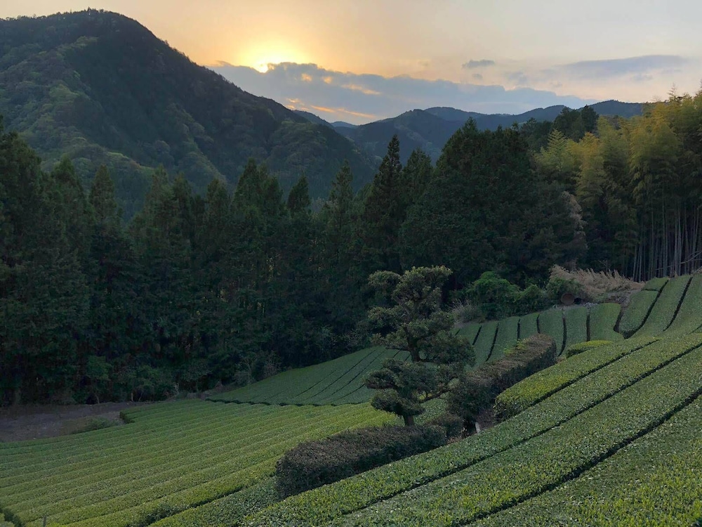 YUI VALLEY 静岡