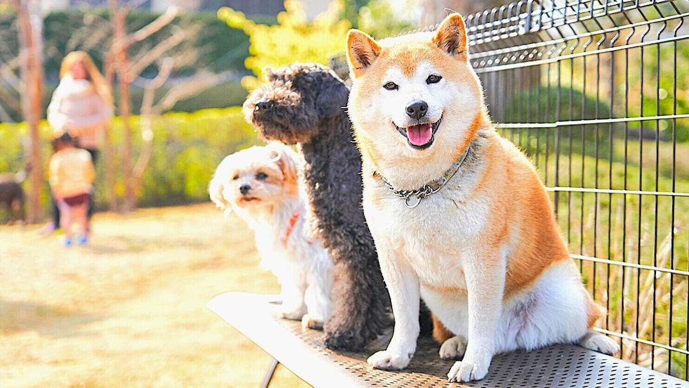 リブマックスリゾート伊豆高原テラス&スパ 静岡