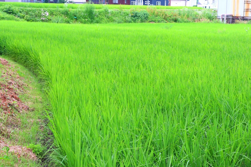 高野屋 新潟