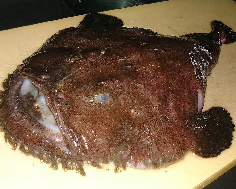 夕日と漁火の宿 七浦荘 新潟