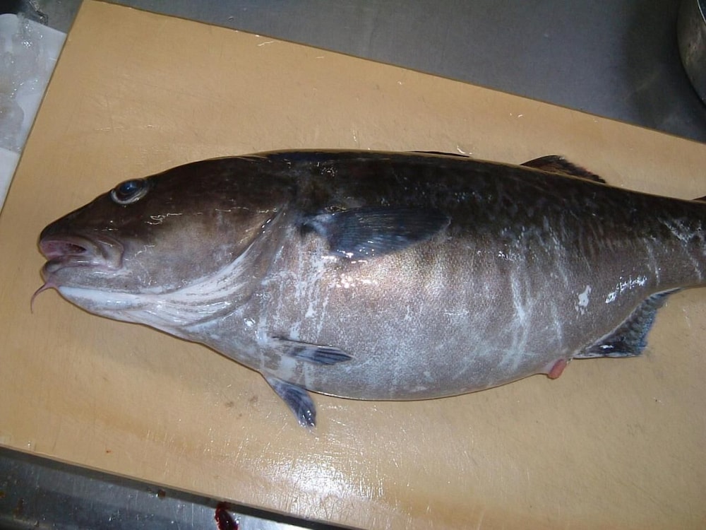 夕日と漁火の宿 七浦荘 新潟