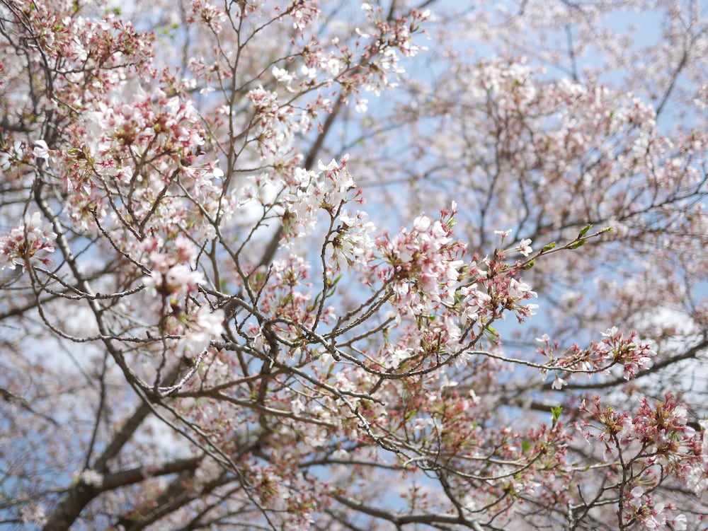 四季の森 熊本