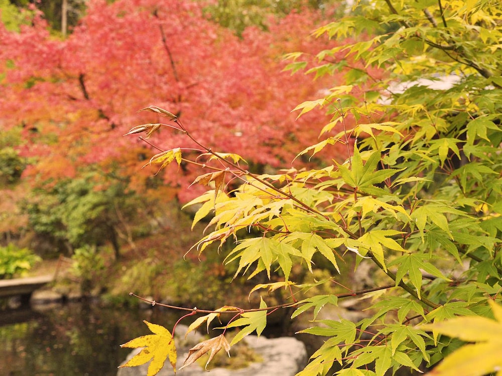 源流の宿 帆山亭 熊本