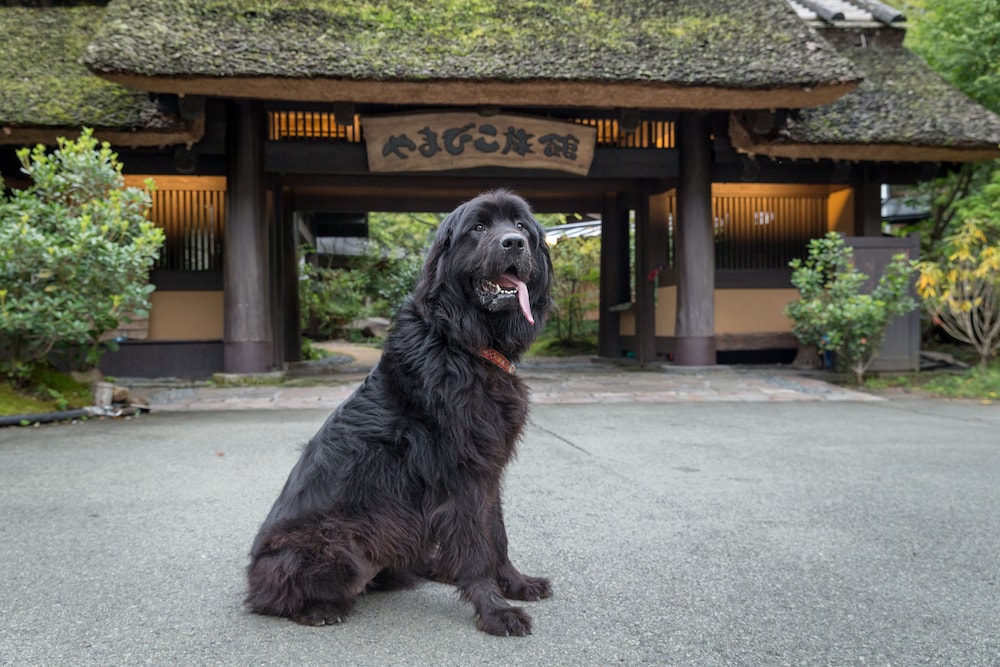 黒川温泉 やまびこ旅館 熊本