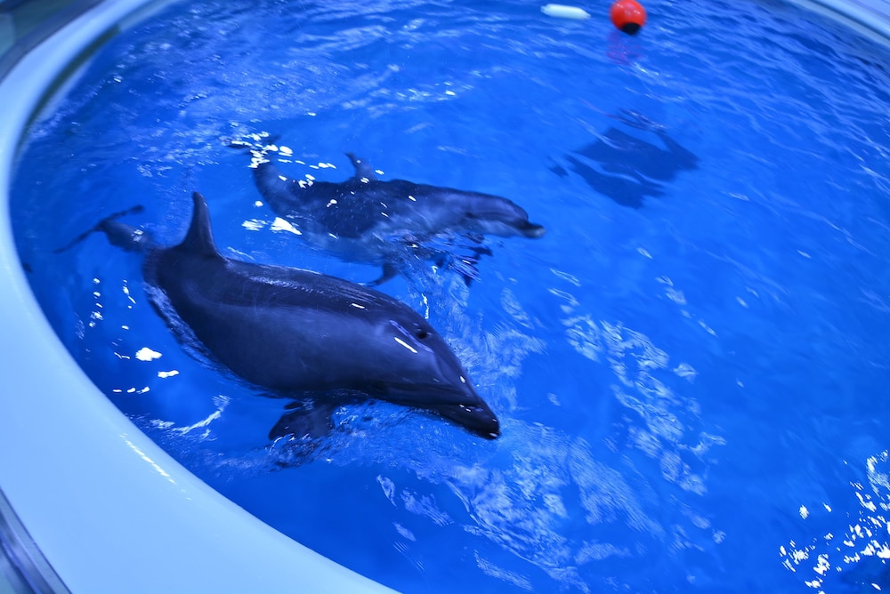 宿屋つばき 青森