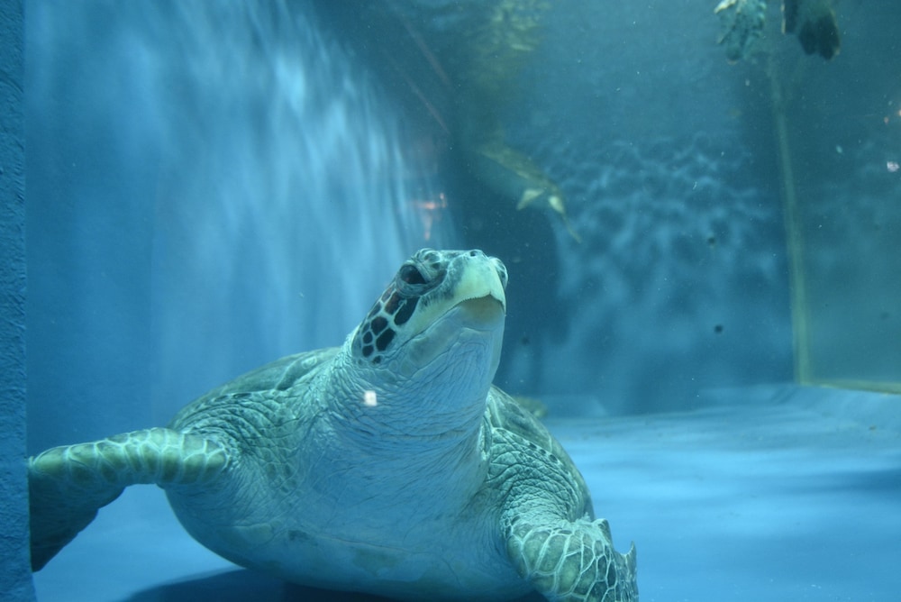 宿屋つばき 青森