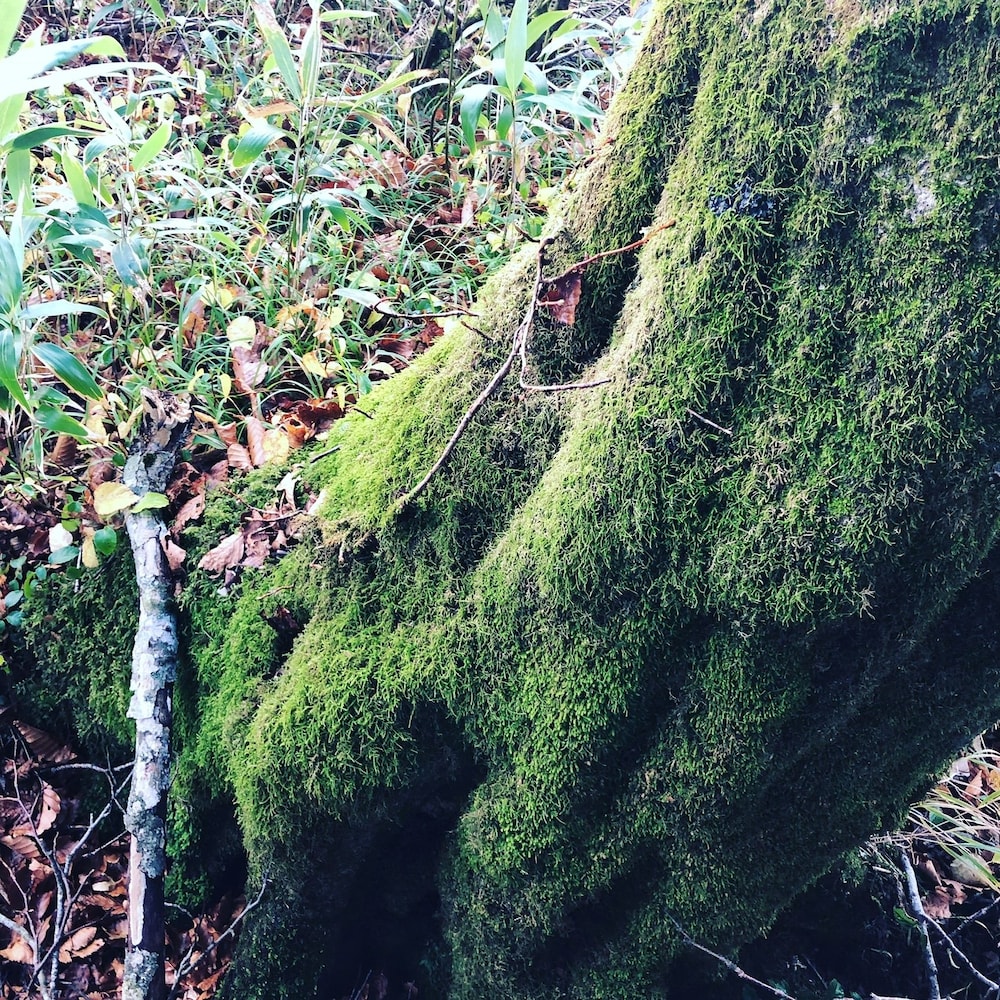 旅の宿 斉川 青森