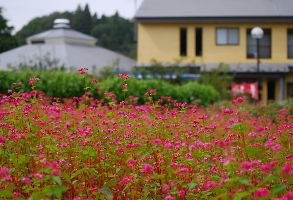 奥州平泉温泉 そば庵 しづか亭 花巻