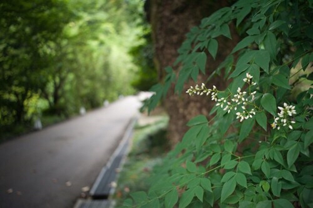 柚子屋旅館 金沢 緑草音 小松