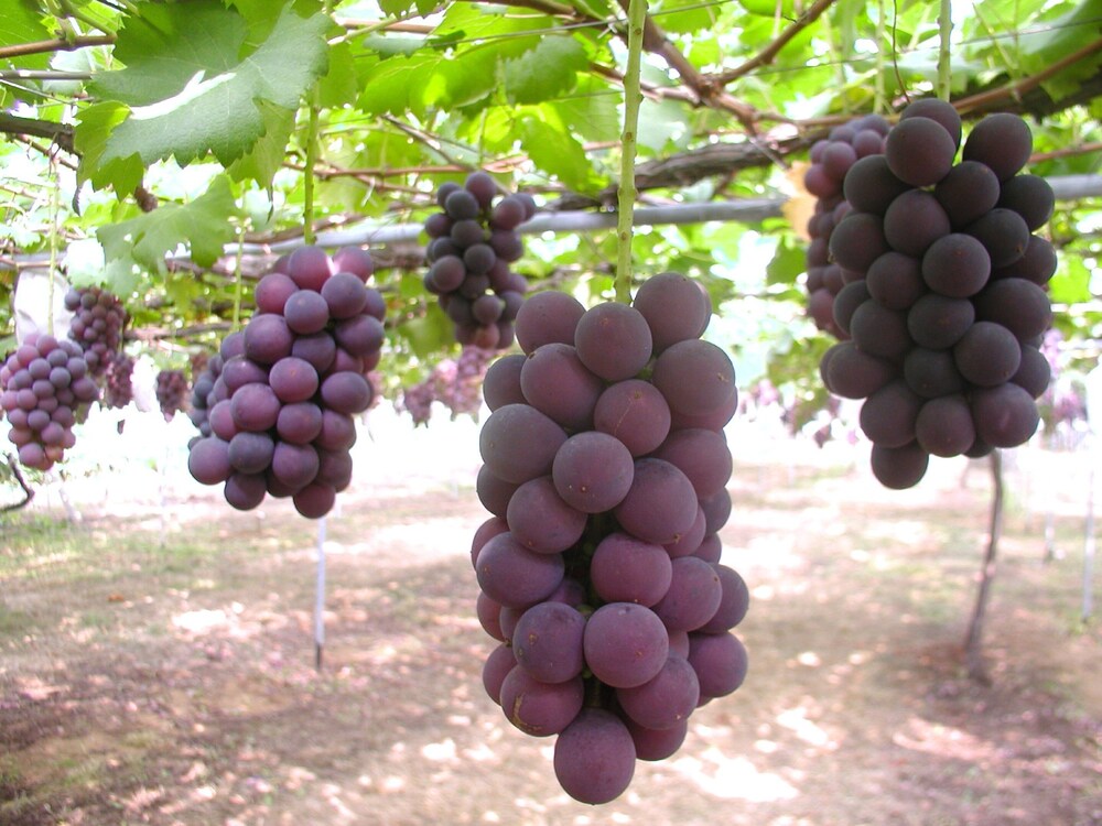 大江戸温泉物語わんわんリゾート 矢田屋松濤園 小松