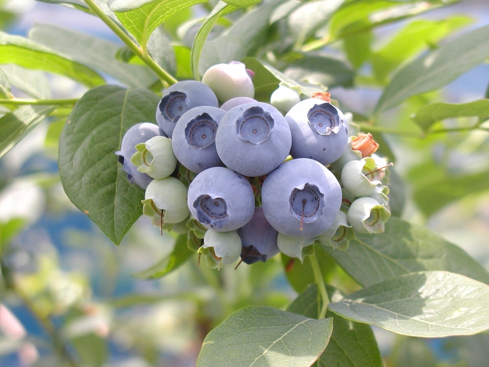 大江戸温泉物語わんわんリゾート 矢田屋松濤園 小松
