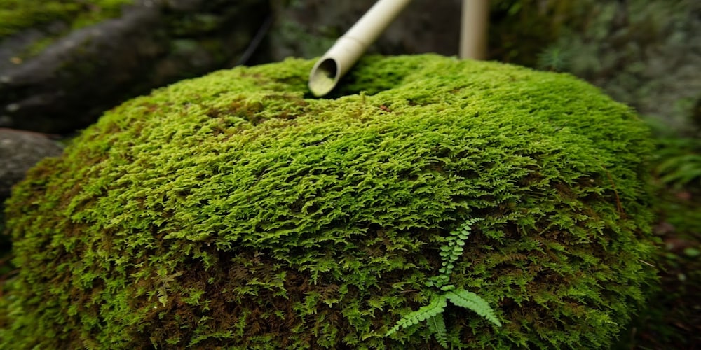あわづ温泉喜多八 小松